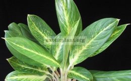 Aglaonema-Katha-Thong-15