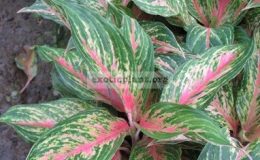 Aglaonema-Kwak-Maha-Mongkol-12