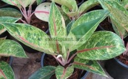 Aglaonema-Kwak-Ngern-kwak-Thong-12