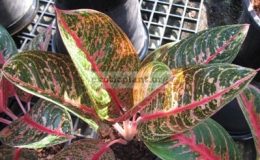 Aglaonema-Lady-Diana-16