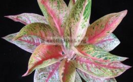 Aglaonema-Legacy-20-