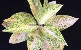 Aglaonema-Legacy-White-40-1