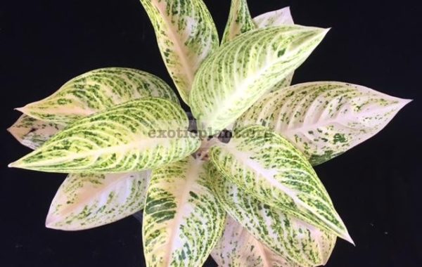 Aglaonema-Legacy-White-40-1