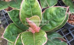 Aglaonema-LipstickIndonesia-clone-14