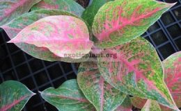Aglaonema-Luk-Sub-14