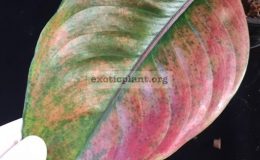 Aglaonema-Maha-Heng-20-