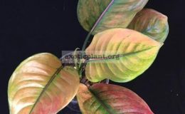 Aglaonema-Maha-Heng-20