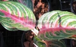 Aglaonema-Maha-Nakorn-16