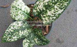 Aglaonema-Maha-Pothisat-brevispathum-x-…30