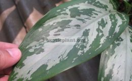 Aglaonema-Maha-Sethee-16