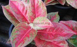 Aglaonema-Maharat-20