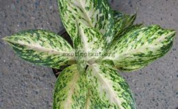Aglaonema-Malai-Petch-22