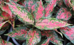 Aglaonema-Manee-Daeng-16