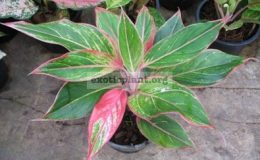 Aglaonema-Manee-Lom-Petch-12