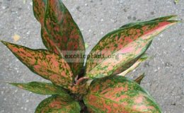 Aglaonema-Manee-Namnueng-16