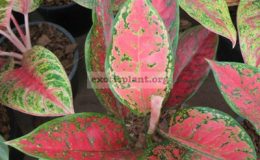 Aglaonema-Mangmee-Vassana-20