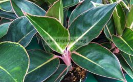 Aglaonema-Mee-Laew-Ruay-16