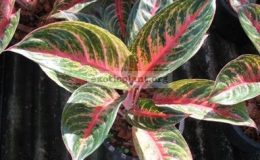 Aglaonema-Mongkol-Siam-20