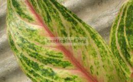 Aglaonema-Mongkol-Thong-20