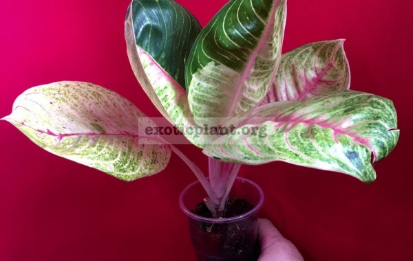 Aglaonema-Moonlight-variegated-№19-40