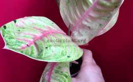 Aglaonema-Moonlight-variegated№19-30-