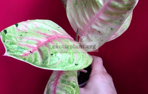 Aglaonema-Moonlight-variegated№19-30-