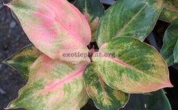 Aglaonema-Muk-Leam-Thong-20