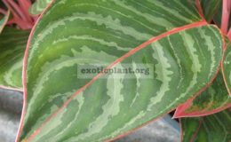Aglaonema-Mungkorn-Nam-Choke-20-