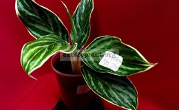 Aglaonema-Mungkorn-Nam-Choke-White-1000-750