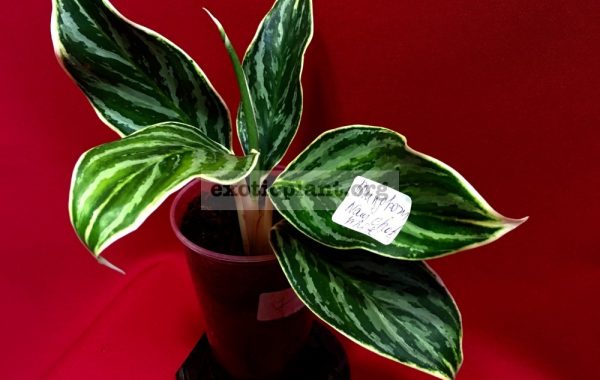 Aglaonema-Mungkorn-Nam-Choke-White-1000-750