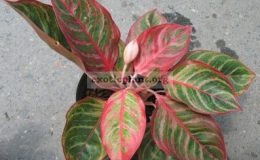 Aglaonema-Mungkorn-Yok-12