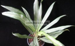 Aglaonema-New-Sethee-20