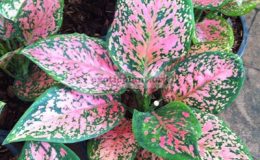 Aglaonema-Ngern-Lai-Ma-20