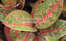 Aglaonema-Ngern-Larn-18
