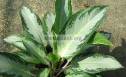 Aglaonema-Ngern-Sampan-20