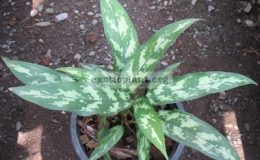 Aglaonema-Nok-Kaew-Puek-green-petiole-16