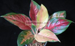 Aglaonema-Pa-Ram-Ruay-Bicolor-850-
