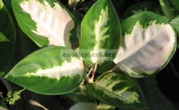 Aglaonema-Pa-Ram-Ruay-White-24