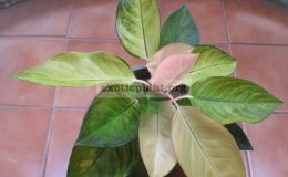 Aglaonema-Pa-Ram-Ruay-Whitemutation-20