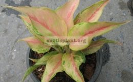 Aglaonema-Pearl-of-Siam-S-14