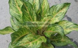 Aglaonema-Pearl-of-Siam-green-form-14