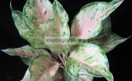 Aglaonema-Pearl-of-SiamM-30