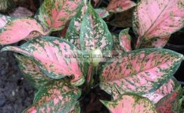 Aglaonema-Petch-Sam-Pran-12