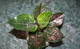 Aglaonema-Pink-Indonesia-12