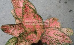 Aglaonema-Pink-Ruby-13