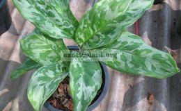 Aglaonema-Poonsub-20