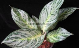 Aglaonema-Porn-Mongkol-20-