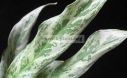 Aglaonema-Pra-Khan-Prom-750-