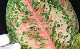 Aglaonema-Prakay-Ngern-pink-form-35-