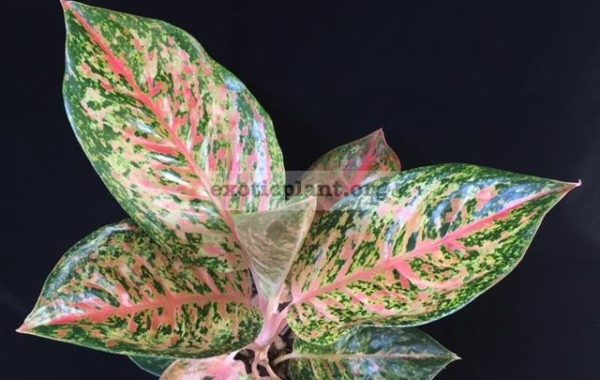 Aglaonema-Prakay-Ngern-pink-form-35